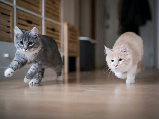 Image uploaded by ꨄ𝐃ꨄ