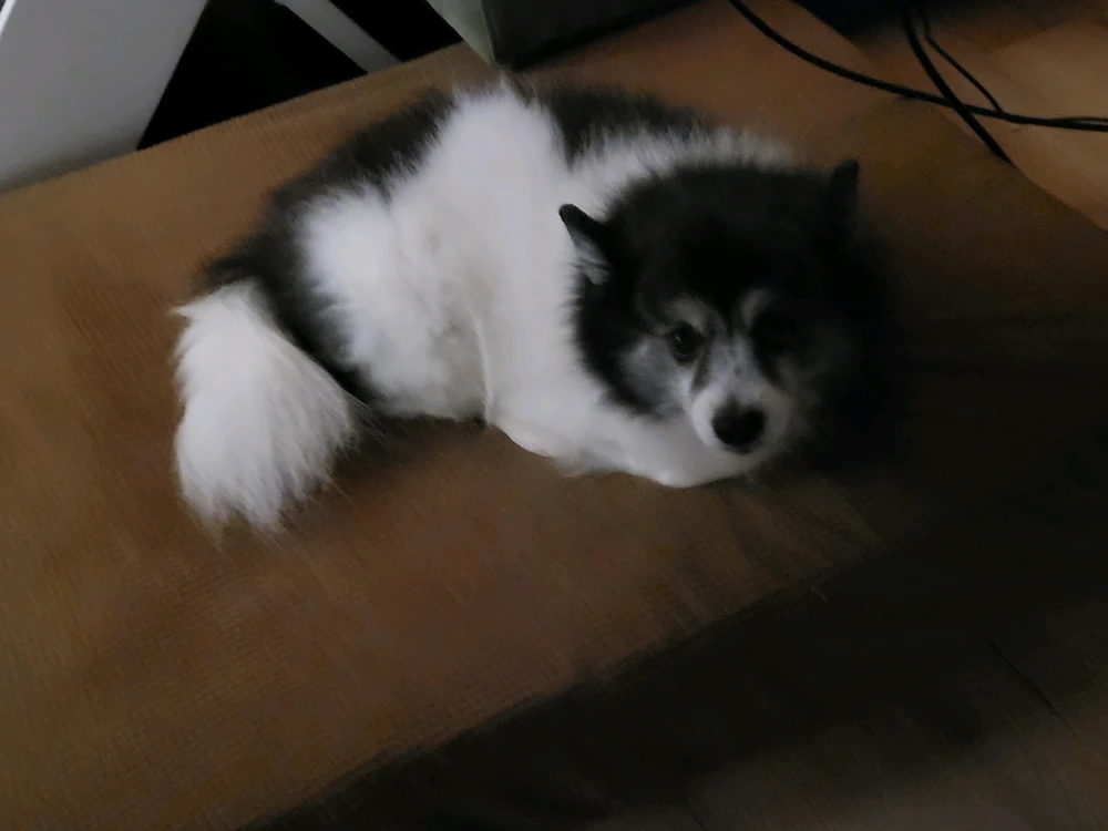 GIF uploaded by Momo