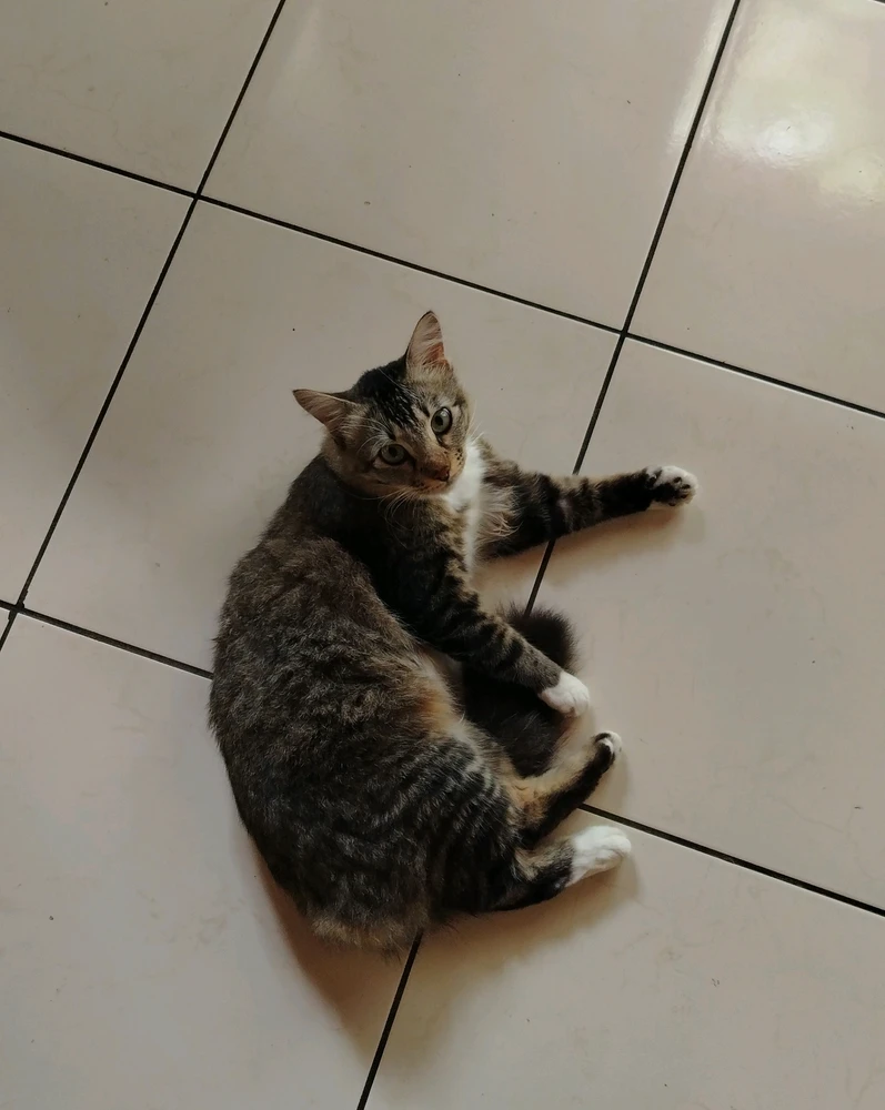 GIF uploaded by Bubu
