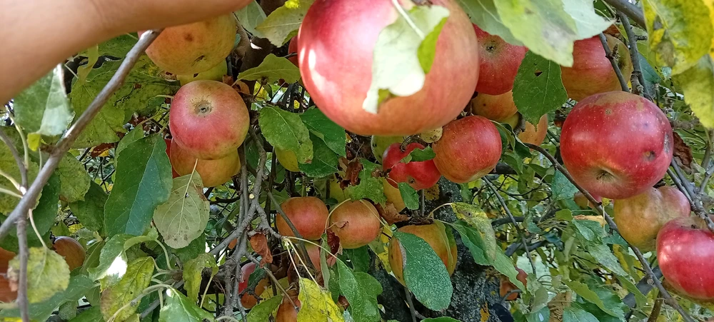 Image uploaded by Kas