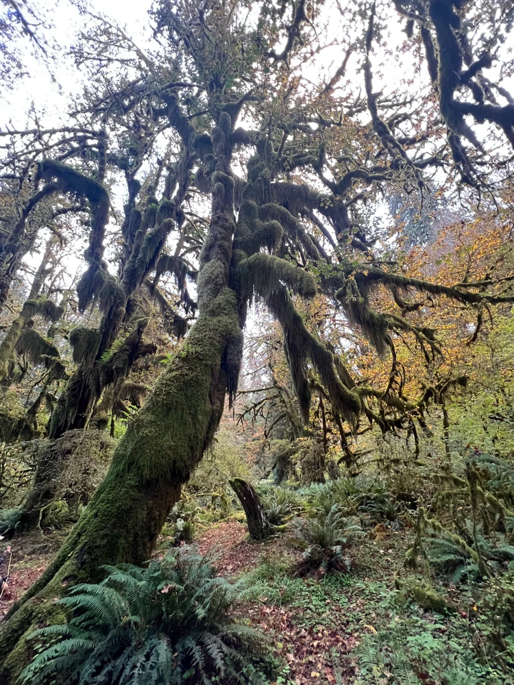 Image uploaded by Jarred