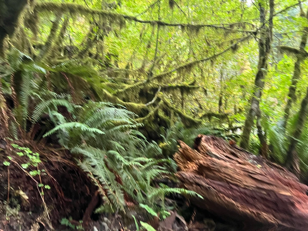 Image uploaded by Jarred