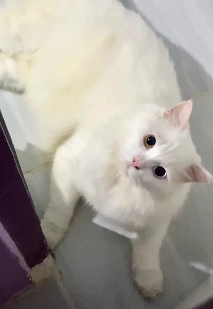 GIF uploaded by Safiera