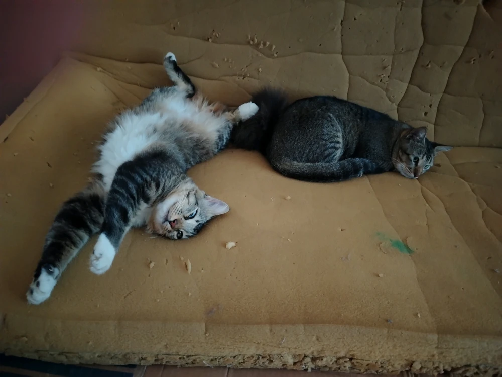 GIF subido por Bubu
