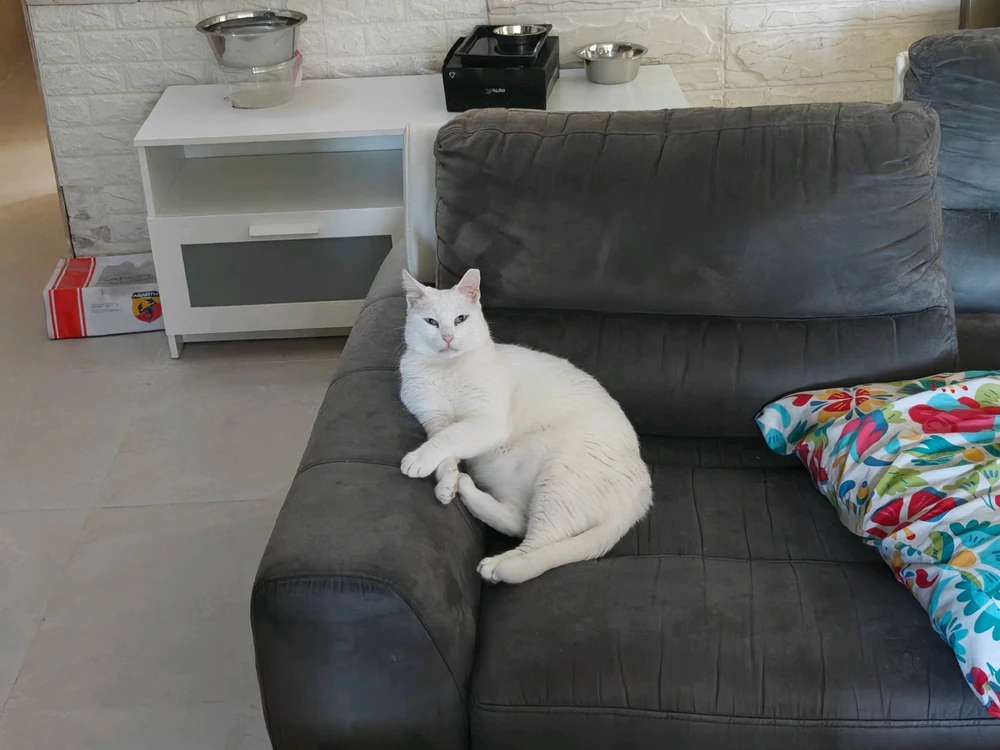 GIF subido por Erez