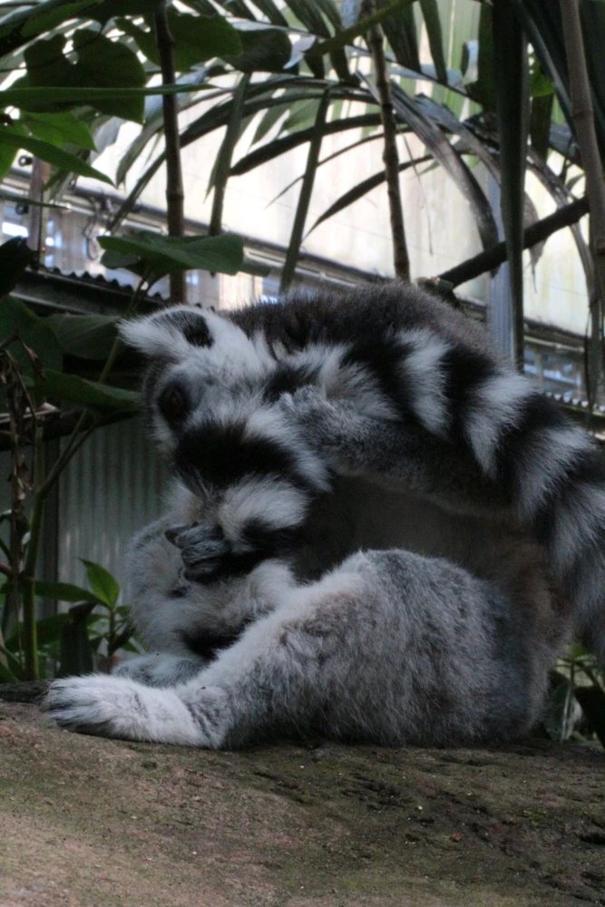 Image uploaded by Linda De Jonge