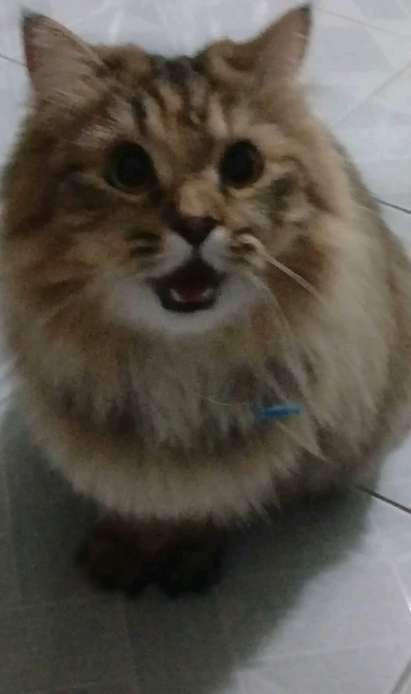 GIF жүктеген Casey