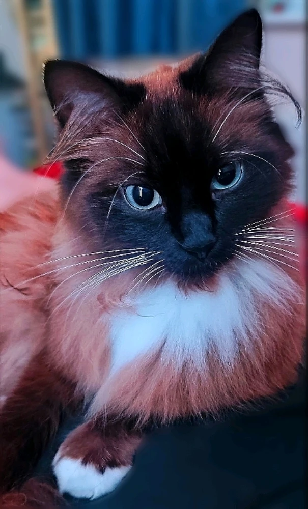 GIF subido por Andy(bearded ginger)