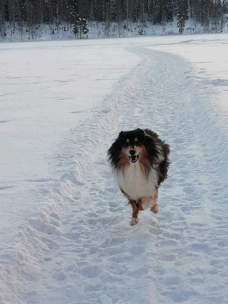Image uploaded by Ville