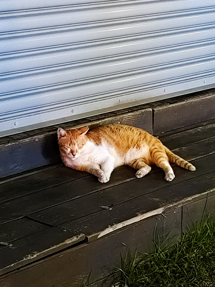 Sliko je naložil Kyuu