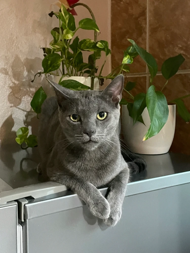 GIF naložil Nemanja