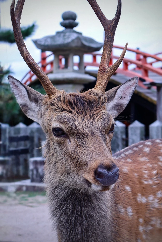 Japan