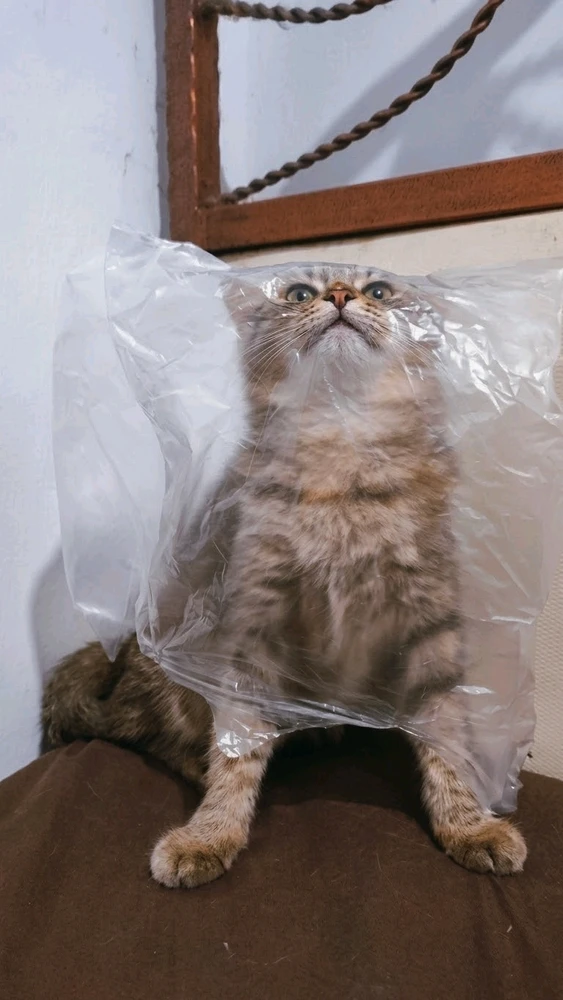 GIF naložil ꨄ𝐃ꨄ