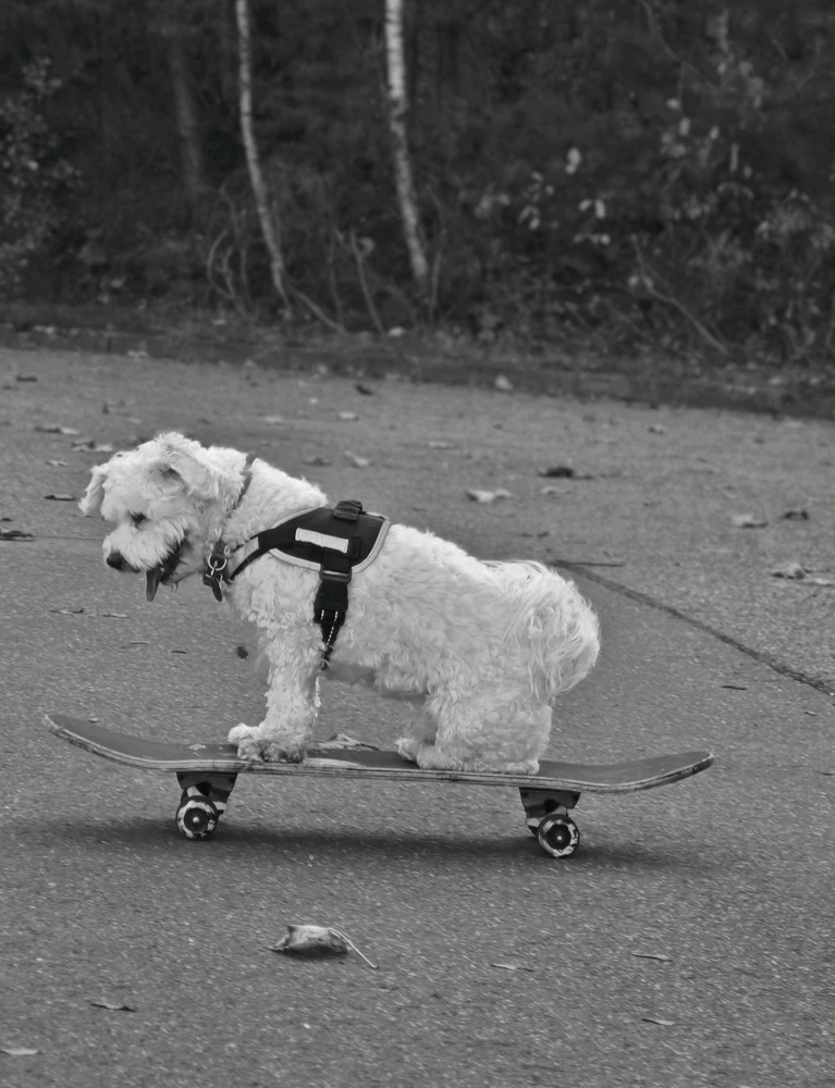 Boriss жүктөгөн GIF