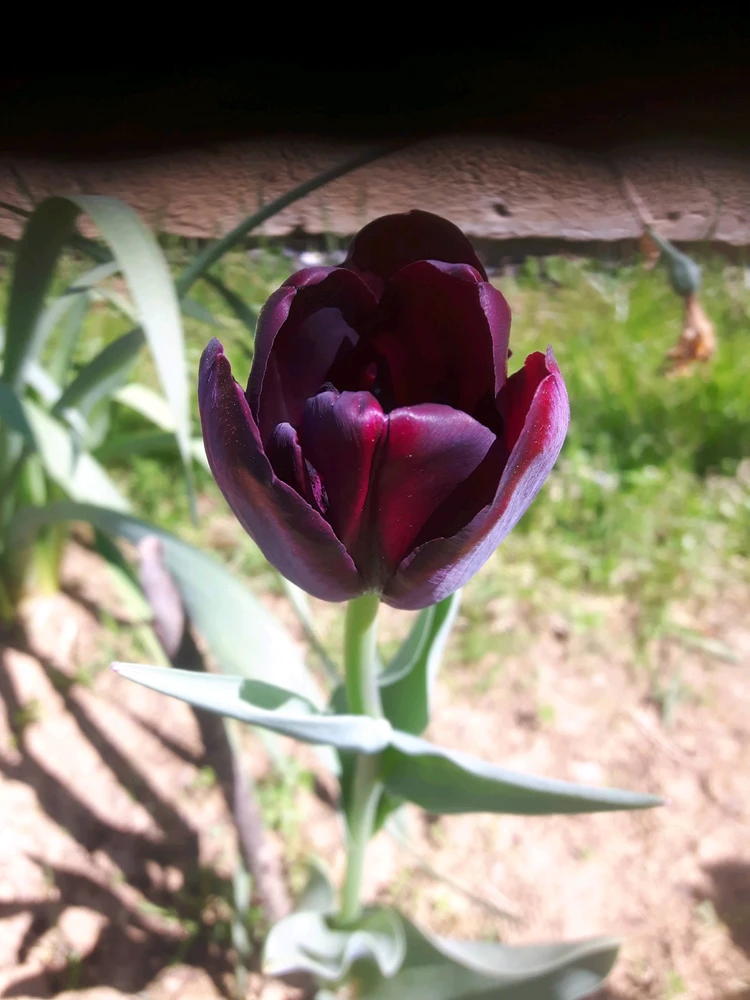Image uploaded by Vladimir