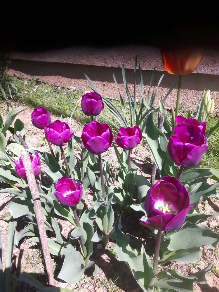Image uploaded by Vladimir