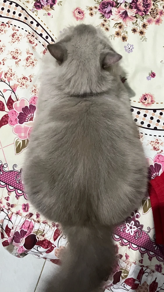 GIF ngarkuar nga Annisa