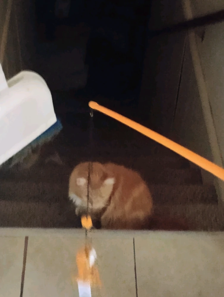 GIF nahral Marquis
