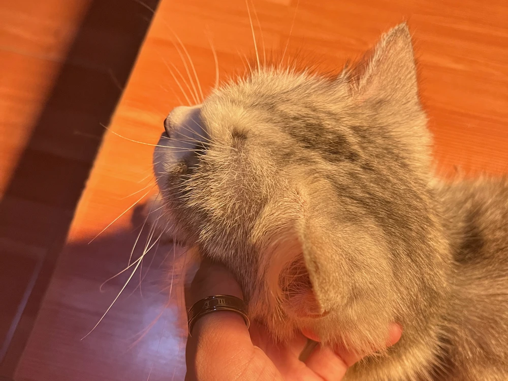 GIF ngarkuar nga chhy