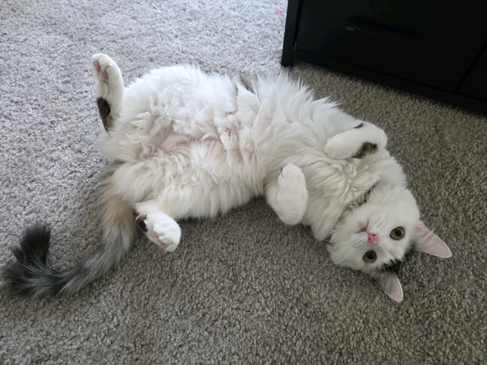 GIF uploaded by Ty