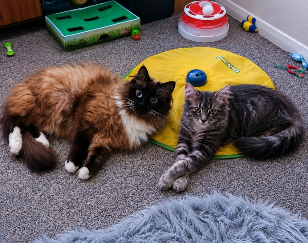GIF nahral Andy(bearded ginger)