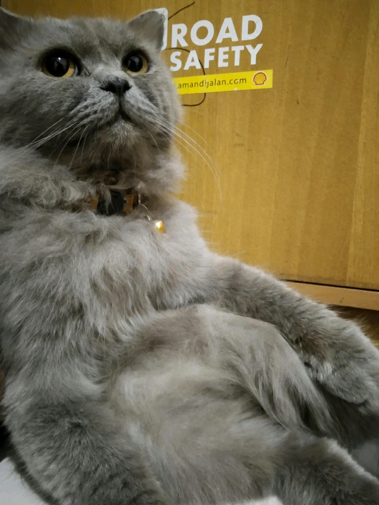 Image uploaded by Aul