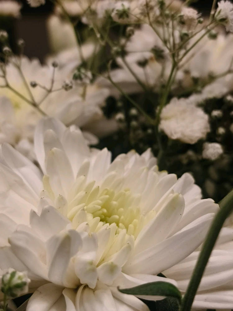 Image uploaded by Pronay kumar Pal