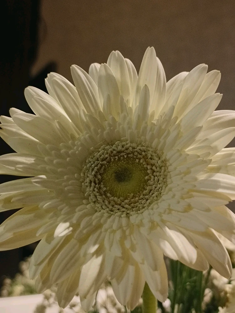 Image uploaded by Pronay kumar Pal