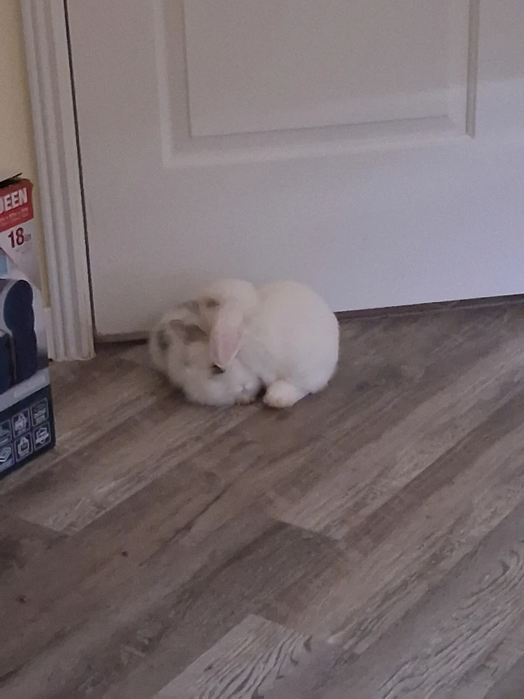 GIF lastet opp av Jacob