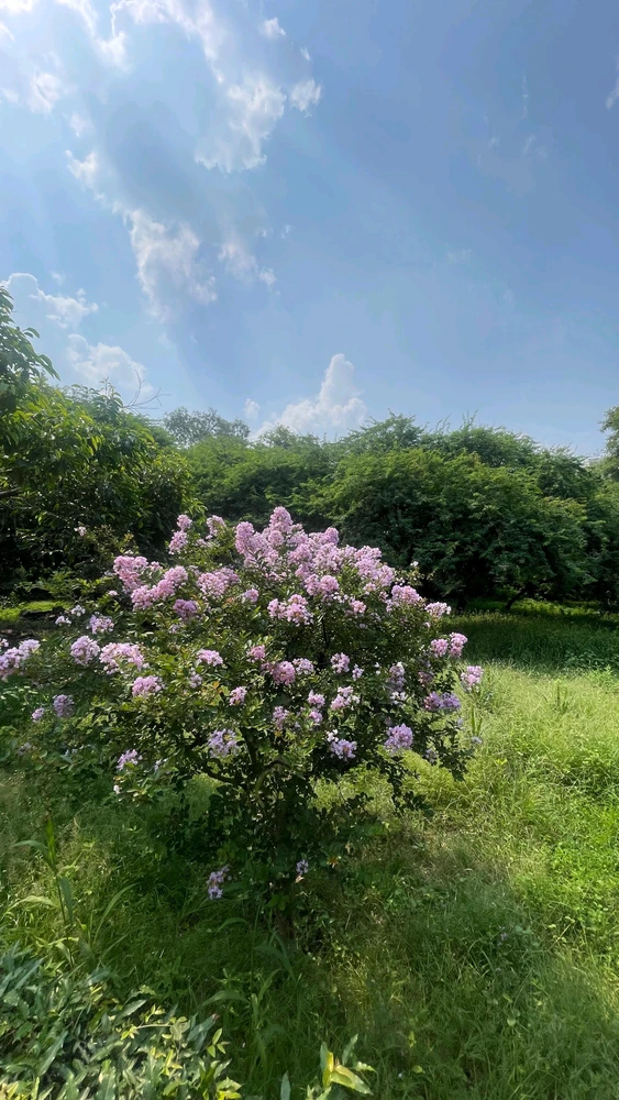 Shobhit 上傳的 GIF
