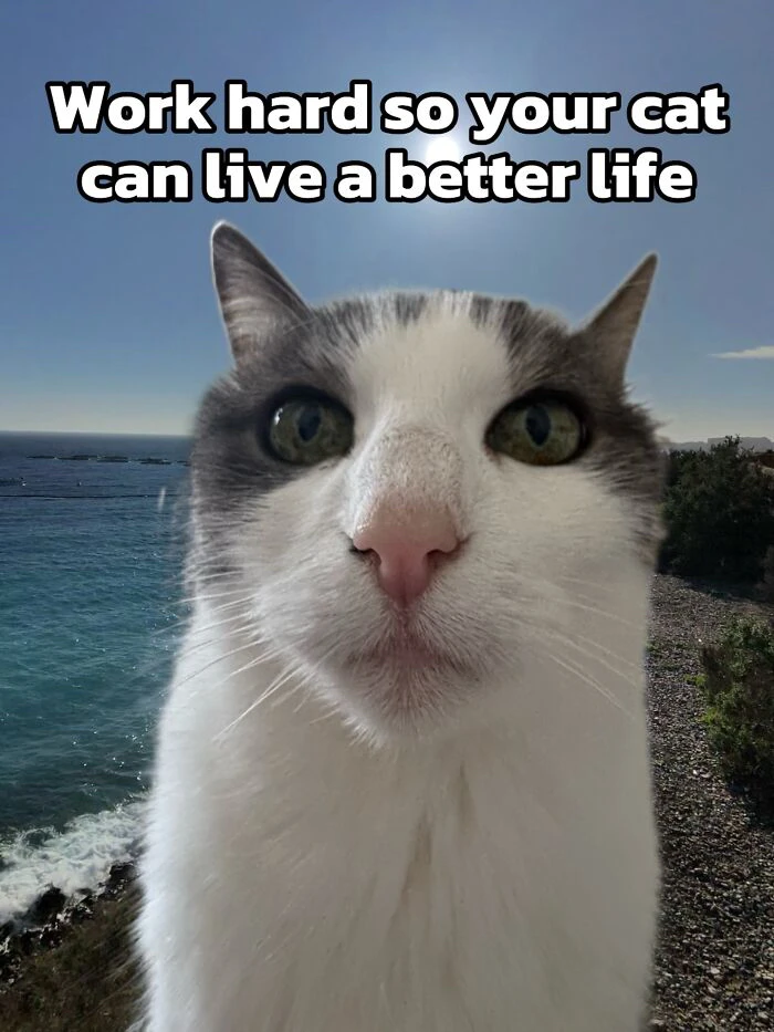 GIF nahrál Ell
