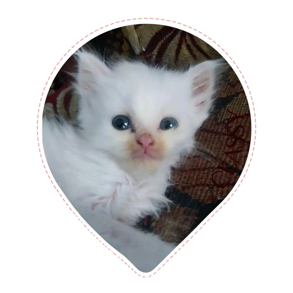 GIF uploaded by Dhe