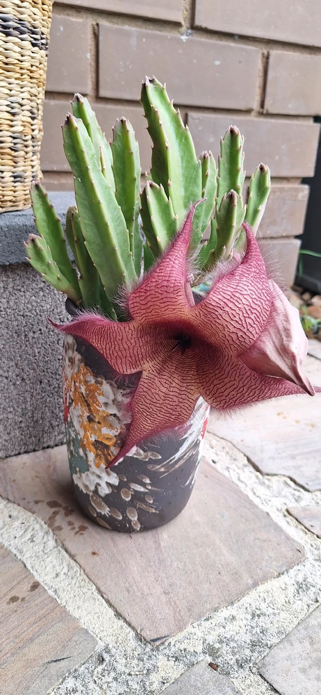 Image uploaded by Briget