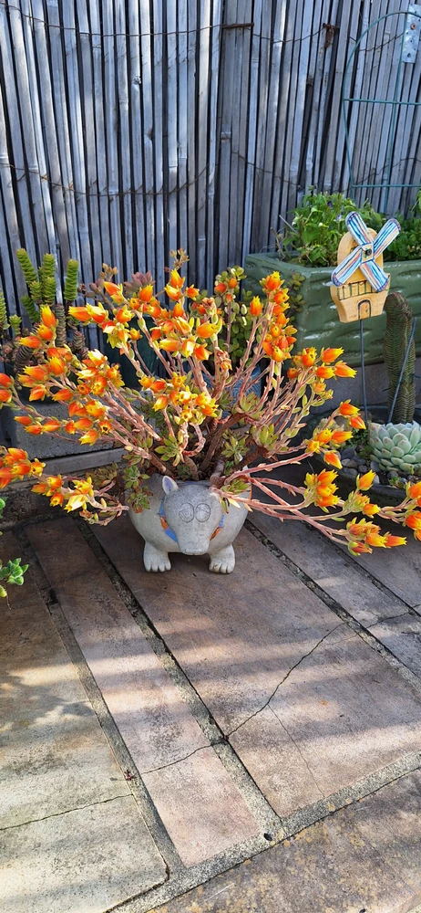 Image uploaded by Briget