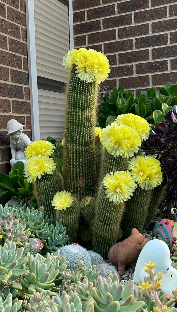 My mums cactus