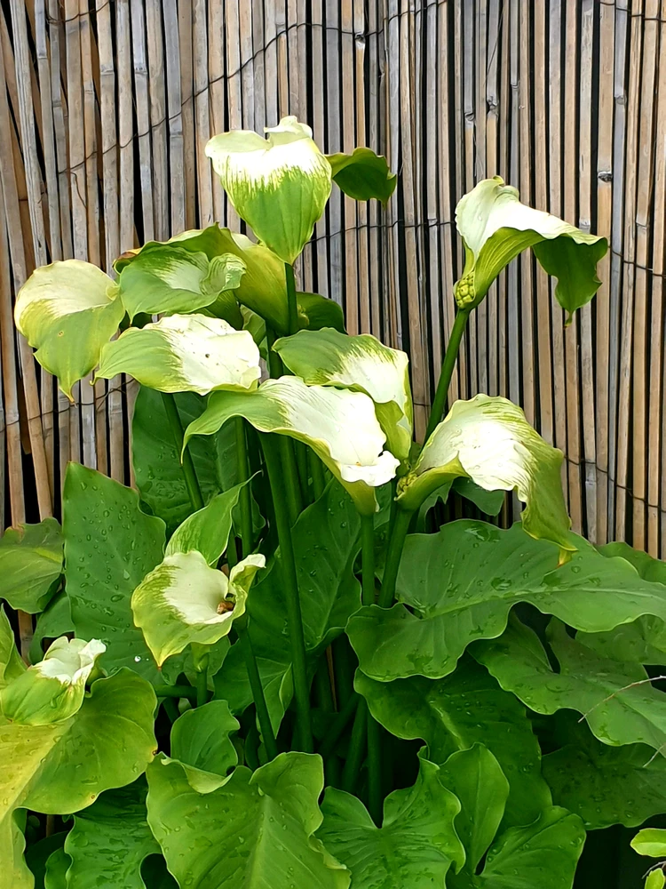 Image uploaded by Briget