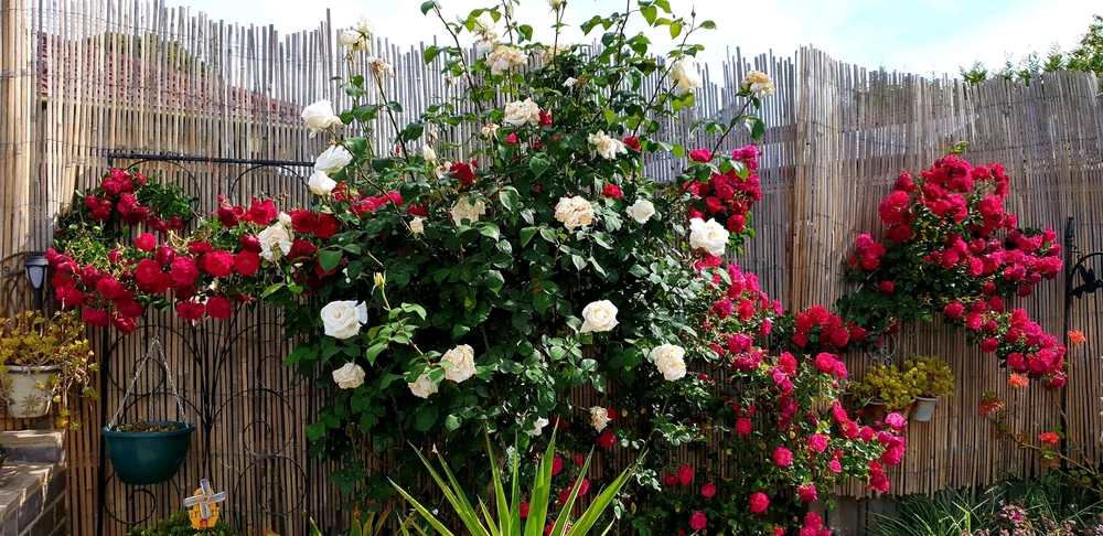 Image uploaded by Briget