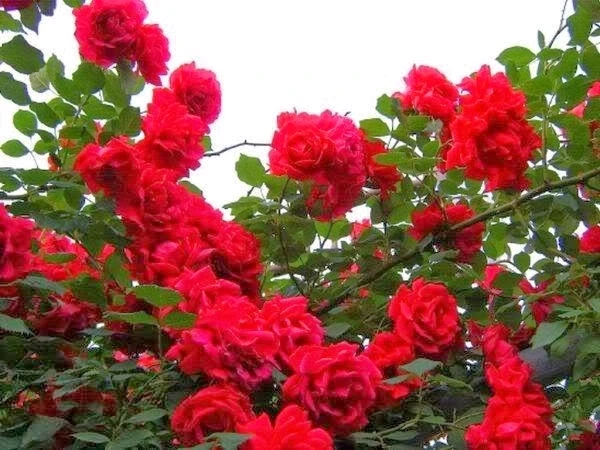 Image uploaded by Briget