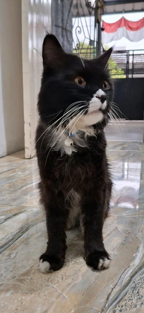 GIF încărcat de Dilla