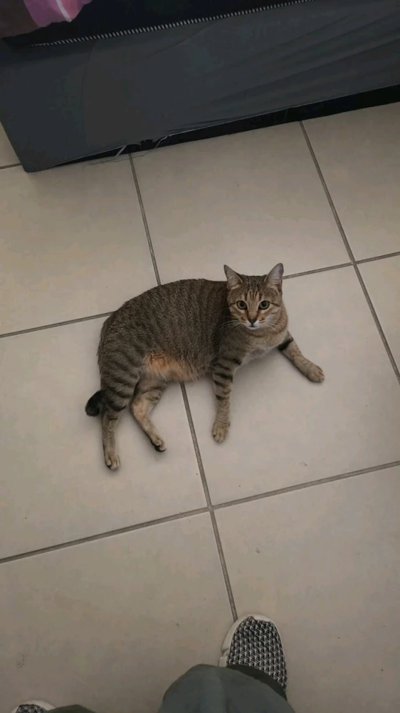 Гіфку завантажив ❤ Sophia aka Mango Mami ❤️