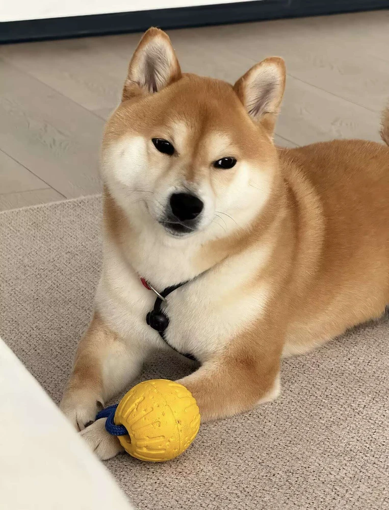 GIF được 远信 tải lên