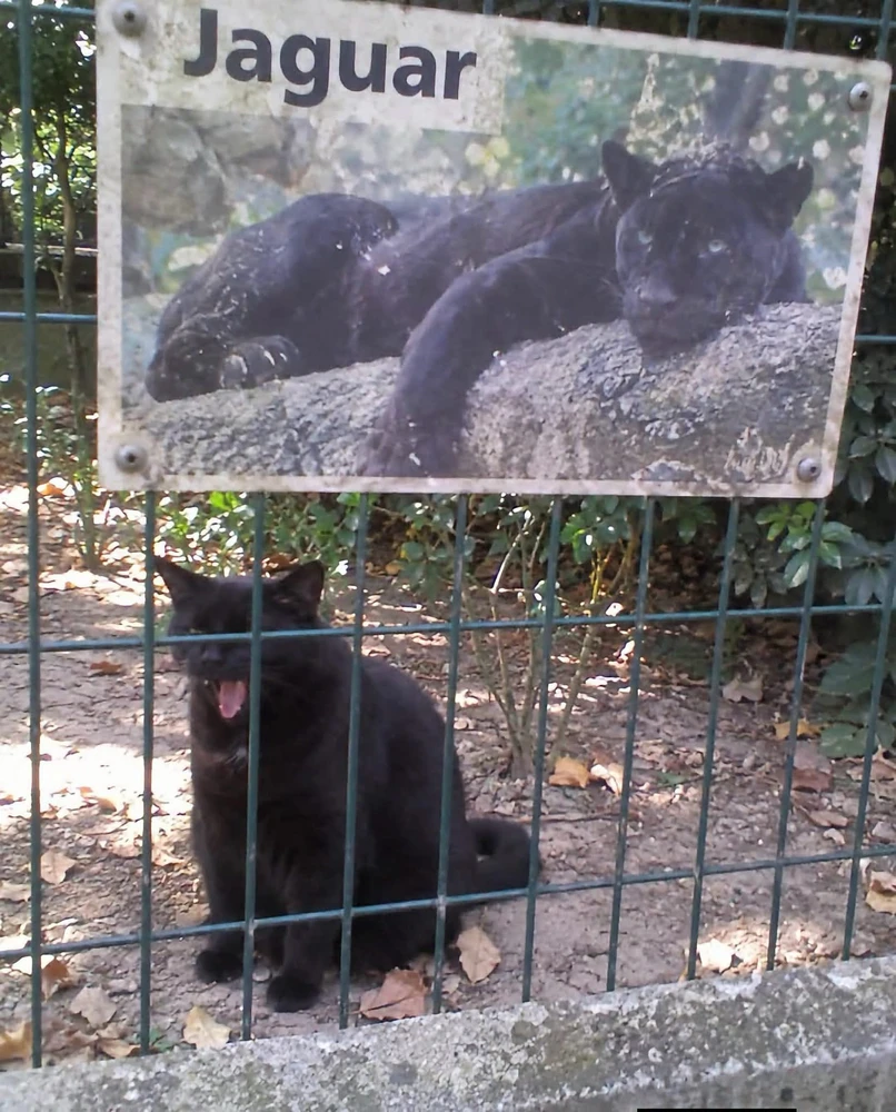 GIF tí Jen gbé sókè