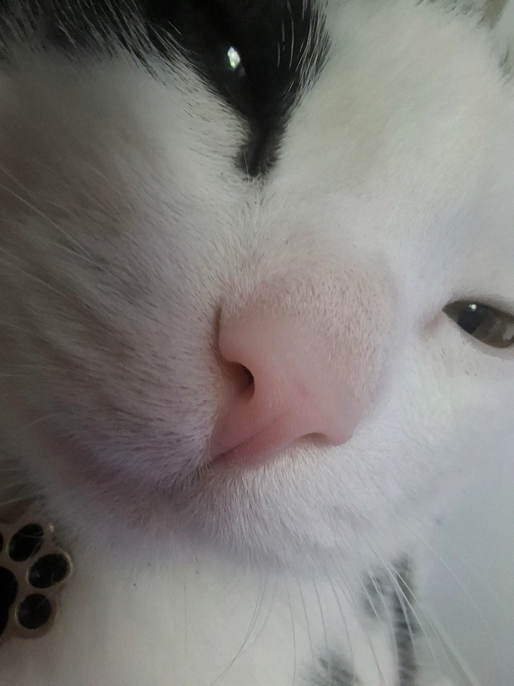 GIF naložil Aida