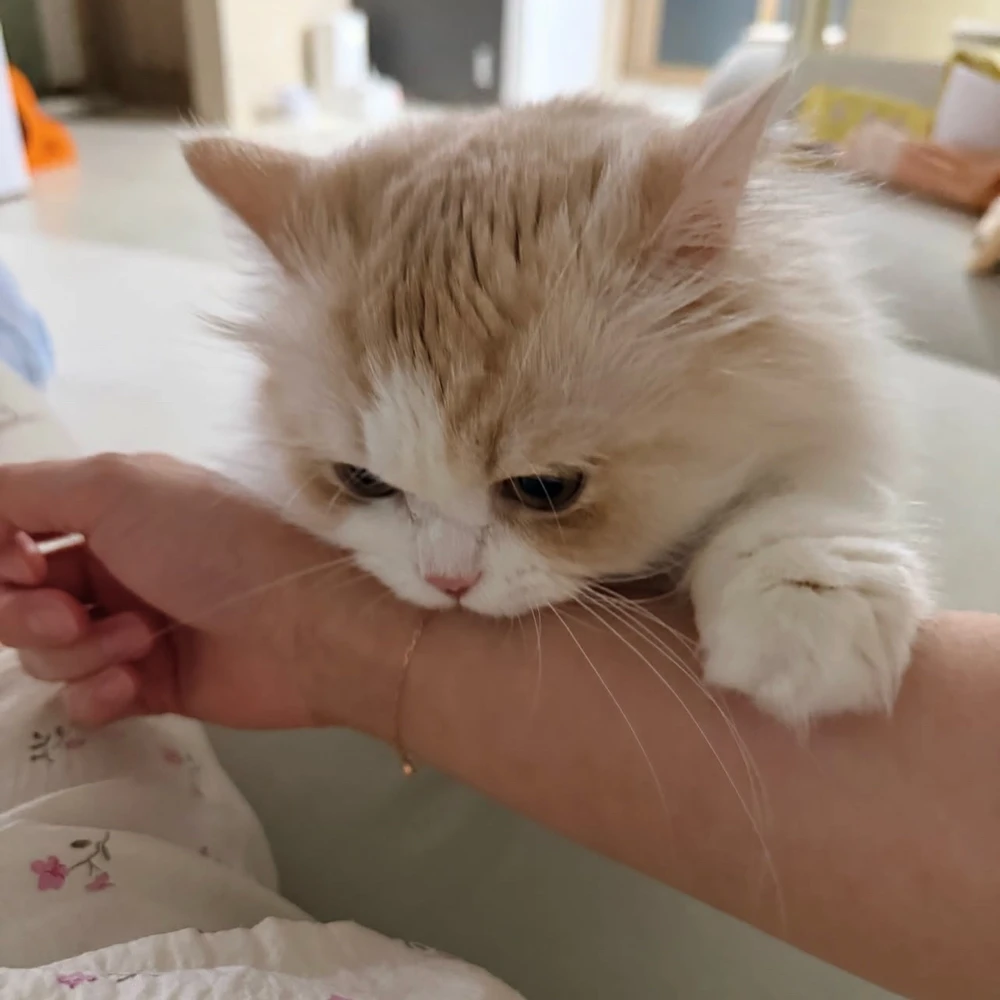 GIF augšupielādēja Dayya