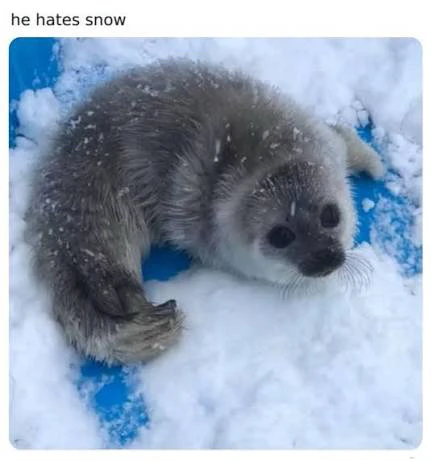 GIF tí Chris gbé sókè