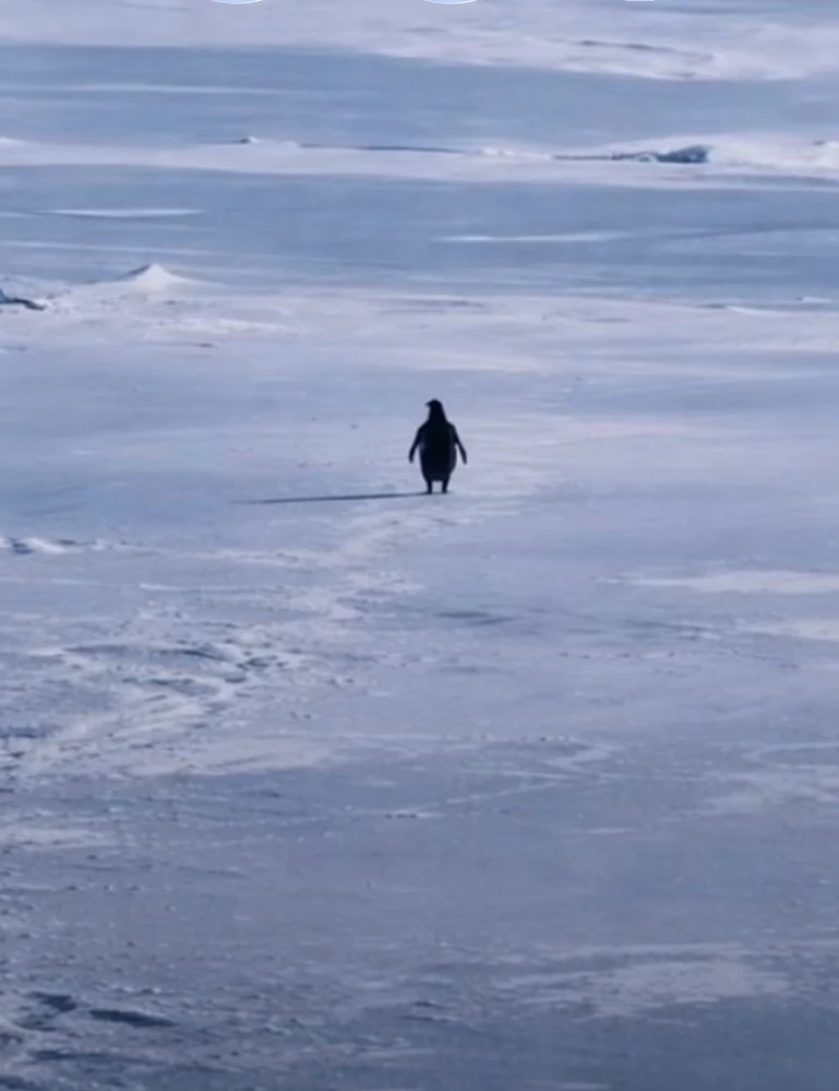 Marco tarafından yüklenen GIF