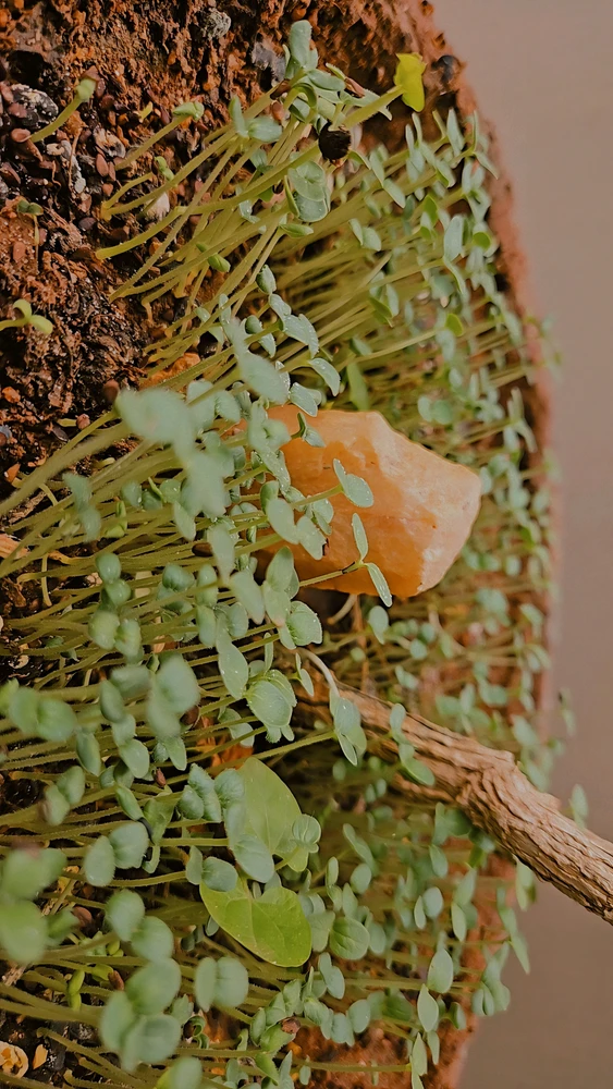Leo жүктөгөн GIF