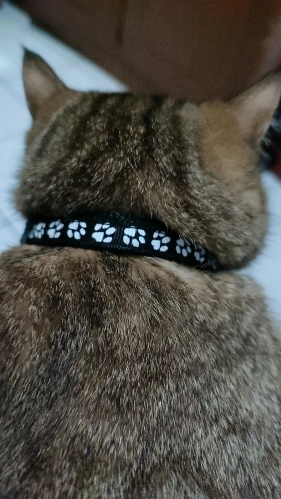 GIF wedi'i uwchlwytho gan ꨄ𝐃ꨄ