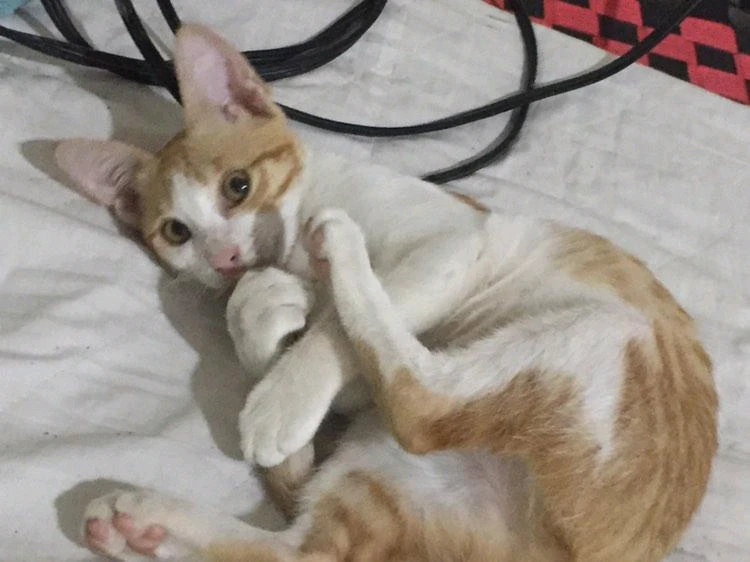 GIF încărcat de CHISTIAN