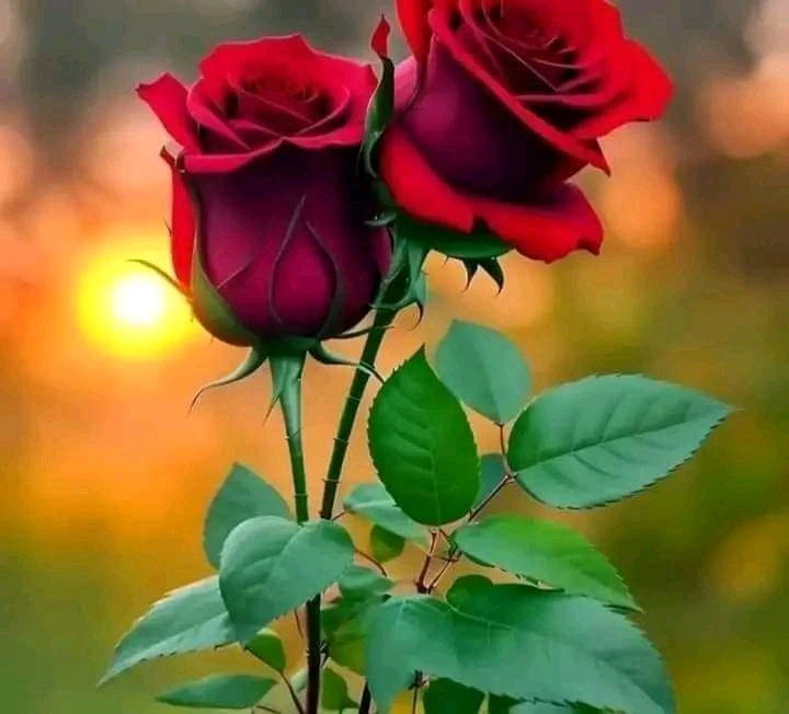 beautiful life അപ്‌ലോഡ് ചെയ്ത GIF